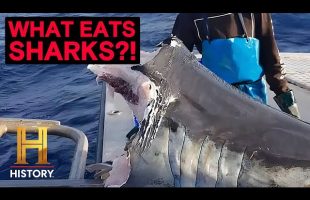 The UnXplained: Deep Sea Monster Bites Shark in Half! (Season 6)