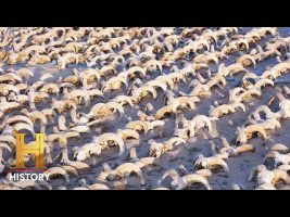 The UnBelievable: 2,000 MUMMIFIED SKULLS Found in Egypt (Season 1)