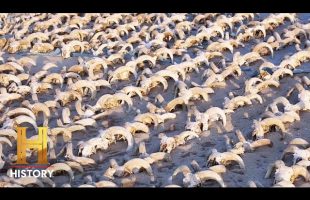 The UnBelievable: 2,000 MUMMIFIED SKULLS Found in Egypt (Season 1)