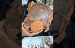 $5 Vs $200 Chocolate Truffle.. #shorts #chocolate #truffle