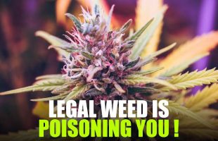 Your Legal Weed is FULL of Poison
