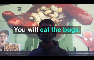 You Will Eat The Bugs