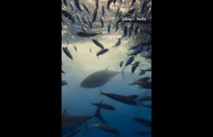 Ocean creatures who undertake long voyages need pit stops, too.