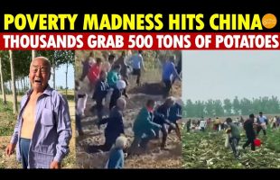 Poverty Madness Hits! Thousands Rush to Farmers’ Land, Grabbing 500 Tons of Potatoes, Farmers Crying