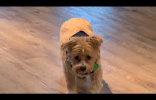 I wish I had a dog :( look how cute this mofo is