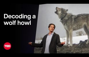 Can AI Help Us Speak with Wolves? | Jeffrey T. Reed | TED