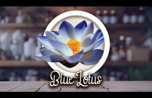 Blue Lotus – Relaxation, Lucid Dreaming, Aphrodisiac