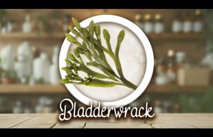 Bladderwrack – Thyroid Support, Anti-inflammatory, Digestive Health