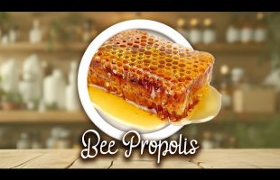 Bee Propolis – Antimicrobial, Immune Boost, Healing