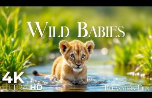 Wild Baby Animals 4K • Calm Moments with Peaceful Relaxing Music | Relaxation Film