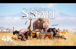 African Safari 4K • Wild Call with Peaceful Piano Music | Relaxation Film
