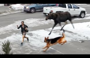 60 Hero Animals That Saved Human Lives