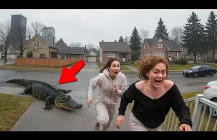 Wild Animals Invading Cities Caught on Camera