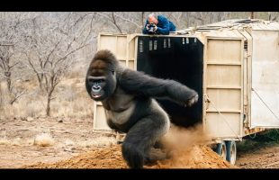 These Animals Are Being Freed for the First Time