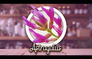 Astragalus – Immune Support, Anti-aging, Energy Boost