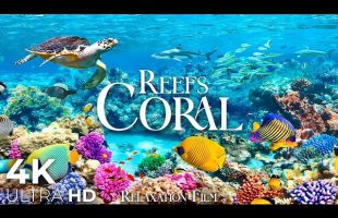 Coral Reefs 4K • Peaceful Underwater World with Relaxing Music | Relaxation Film