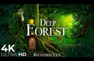 Deep Forest 4K • Nature Relaxation Film with Peaceful Music | 4K Ultra HD