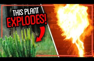Was This EXPLOSIVE Plant Used to Take Photos?