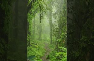 Enjoy Nature’s Beauty From The Comfort Of Your Home – Rain, Day 108 – #shorts