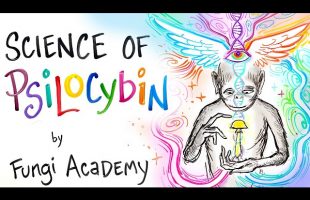 Science of Psilocybin – How it Works & Why it Exists