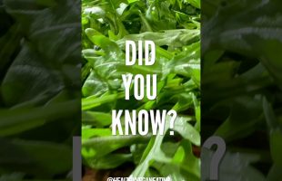 The Health Benefits of Arugula