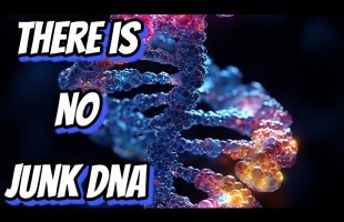 There’s NO Junk DNA – Dr. Delbert Blair