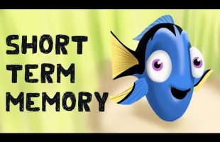 Short Term Memory (Free Test + Examples)