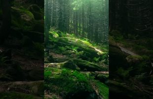 Relaxing Forest Sounds 4K & Music 🍃 | Nature Short for Calm Focus #Shorts