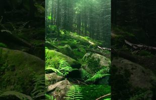 Forest That Heals You 🌲Pure Calm #shorts