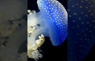 Pure Ocean Energy 🌊 | 4K Nature Sounds to Calm Your Mind #shorts