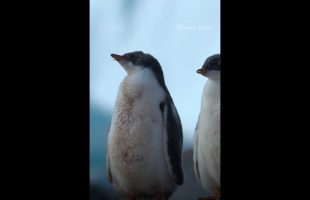 Every mealtime means a choice—and a competition 🐧