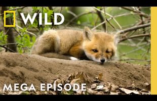 America the Beautiful: Landscape of Spectacle | MEGA EPISODE | Nat Geo Animals
