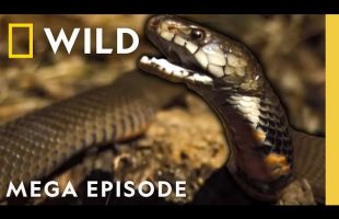 Ultimate Animal Countdown: Deadliest, Smelliest Animals on Earth | MEGA EPISODE | Nat Geo Animals
