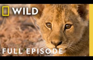 Birth of a Pride: Lion Conservation (Full Episode) | SPECIAL | Nat Geo Animals