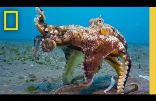 🔴 LIVE: Octopus Super Powers | Secrets of the Octopus (S1 FULL EPISODES) | National Geographic