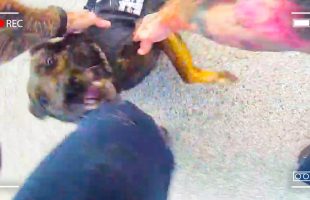 Cop Loses Control of His Police Dog