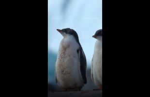 Every mealtime means a choice—and a competition 🐧