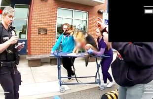 Hero Dog Nearly Dies Saving Teen From Attack