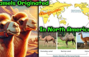 Origin Of Camels In North American, Not Asia, Not Africa ! // Into Africa Migration From America
