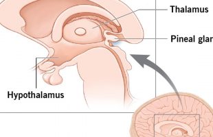 Power of the Pineal Gland