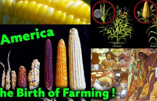 The Birth of Farming In America / Maize = Agriculture = Civilization / Ancient Genetic Modification
