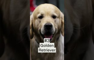 Who was the top dog of 2024?