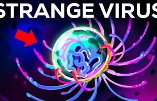 Why Scientists Are Puzzled By This Virus