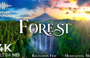Forest 4K • Maya Rainforest with Focus Music | Relaxation Film