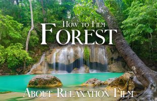 Forest 4K • Nature Soundscapes with Focus Music | Relaxation Film