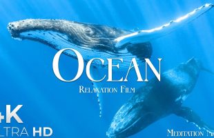 Ocean Waves in 4K 🌊 | Relaxation Short with Peaceful Music #shorts
