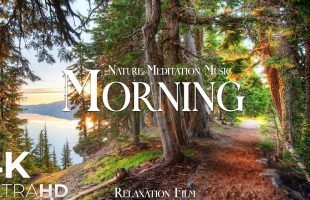 Peaceful Morning Nature 🌤️ | From Our Relaxation Film #calm
