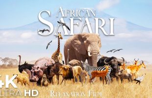 South American Animals 4K • Wildlife with Focus Music | Relaxation Film