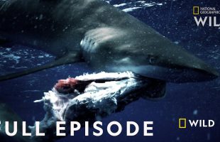 Ultimate Animal Countdown: Deadliest, Smelliest Animals on Earth | MEGA EPISODE | Nat Geo Animals