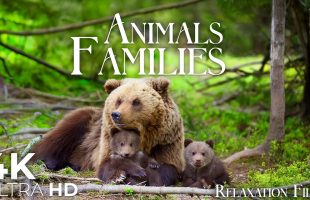 Wild Animals 4K • Nature Wonders with Peaceful Relaxing Music | Relaxation Film